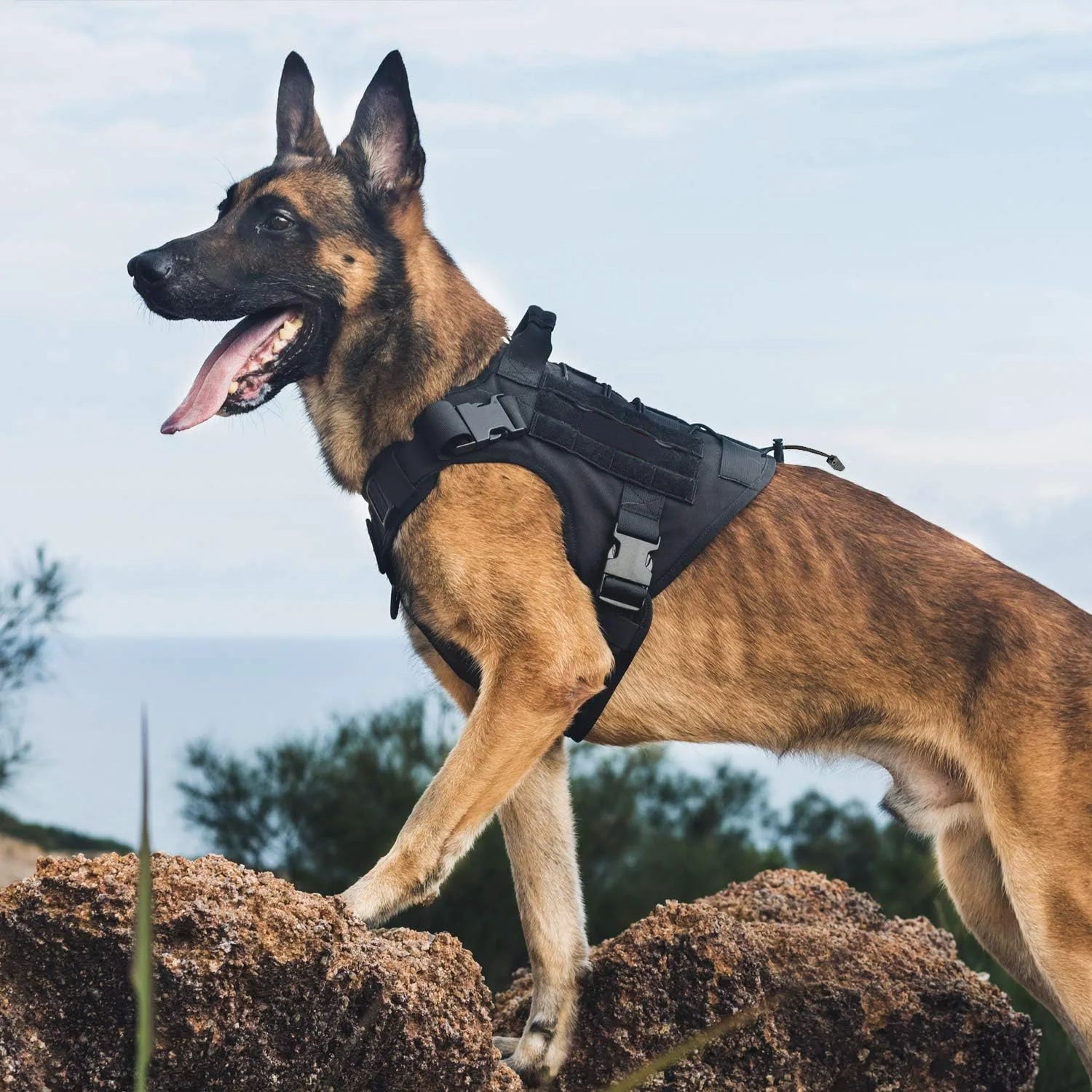 Belgian Malinois wearing black tactical harness outdoors on rocky terrain, GEO store