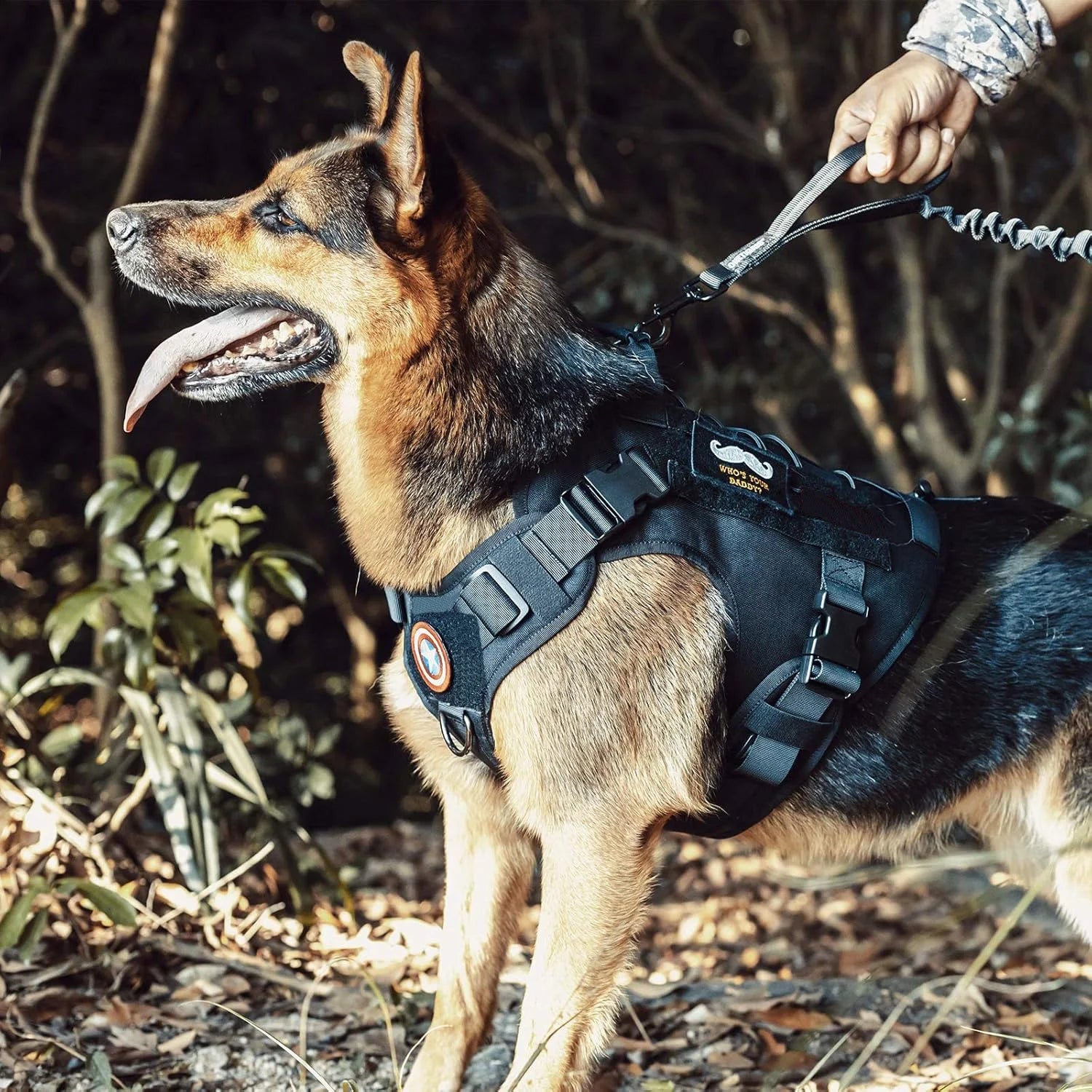German shepherd wearing a tactical dog harness and leash outdoors, GEO pet gear
