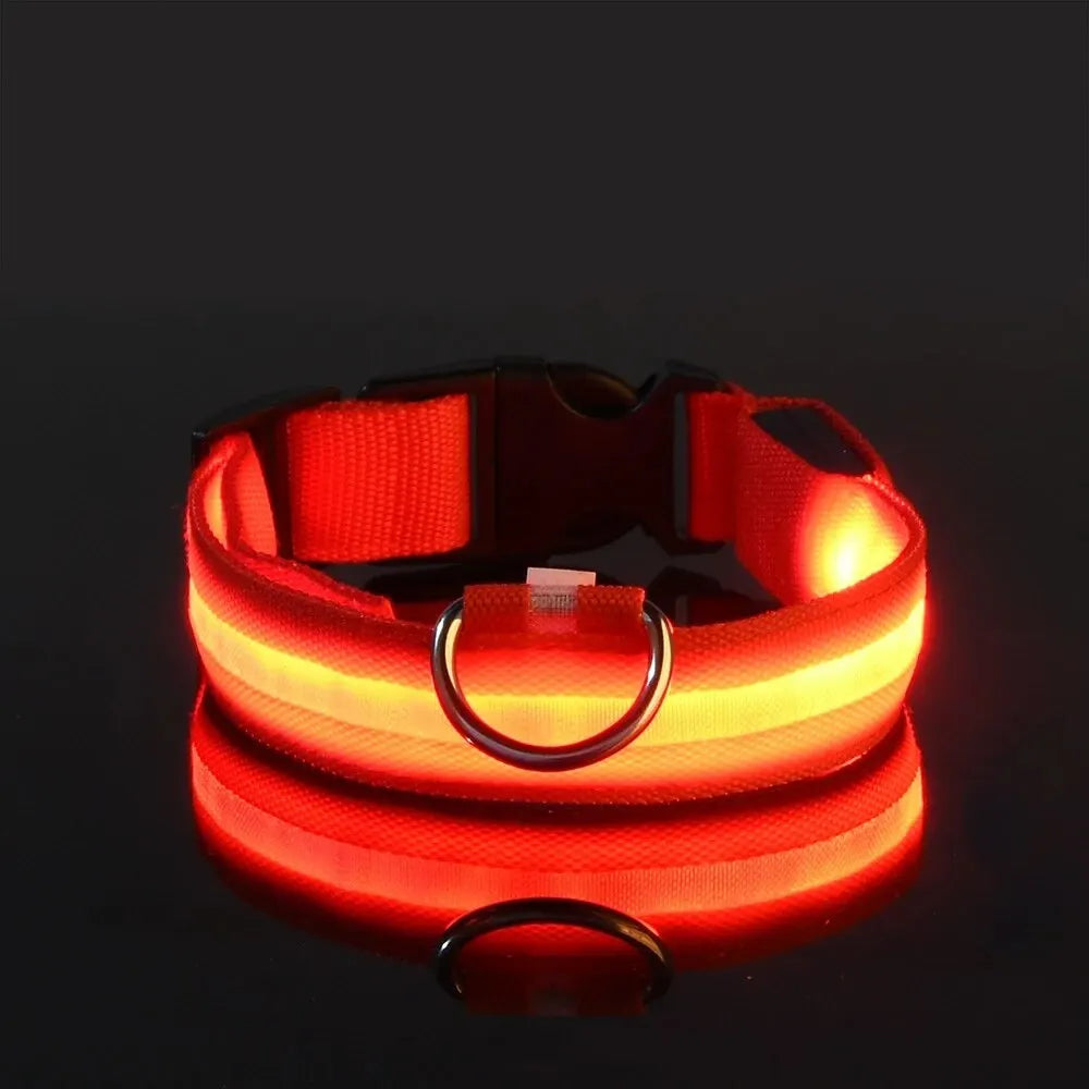 Red LED dog collar with metal ring, glowing on black reflective surface, GEO store